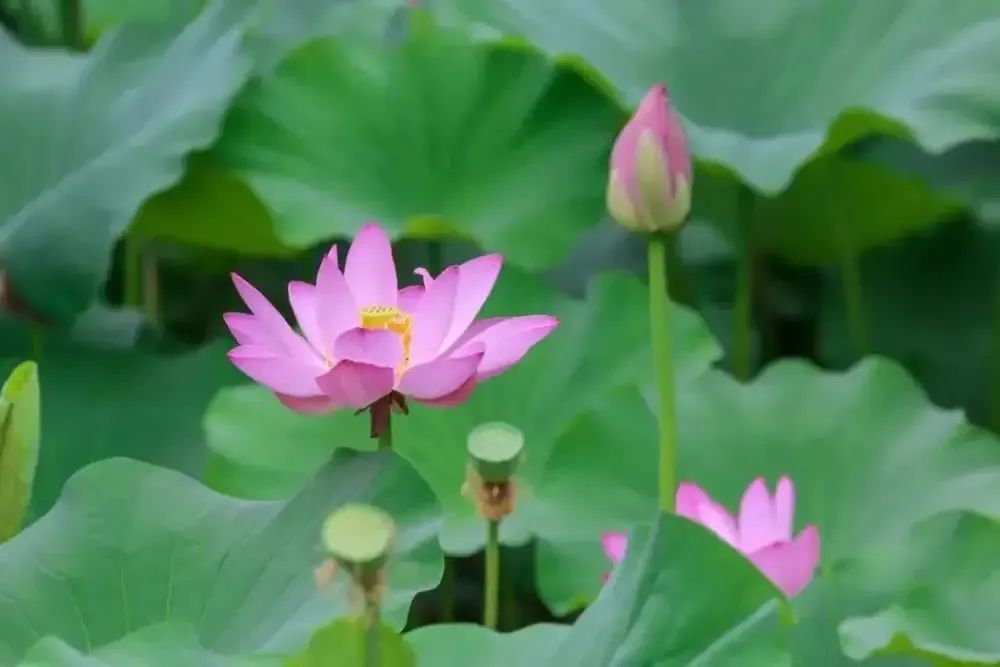 鐵工清源·清風(fēng)市政 | 這個(gè)夏天，清風(fēng)廉韻意正濃......